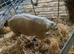 Tup/Ram for sale