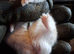 Approx 1 year old dwarf hamster