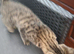 Bengal xx