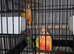 3 conures 2 sun cheeks 1 moon cheek adorable birds