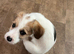 15 week old Jack Russel cross