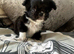 Stunning Longcoat tiny black and white male kc reg