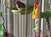 Zebra finch