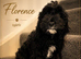 American Cockapoo -Trained - Health tested Parents