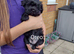 Yorkie puppies