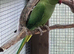 Ringneck