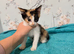 2 female kittens left