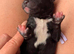 Aussiedoodle F1 Health Tested Parents