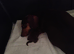 Beautiful little miniature chocolate and tan dashund