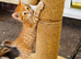 5 kittens for sale