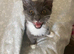 Kitten needing her forever home