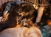 Chihuahua x dachshund chiweenies
