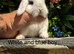 2 mini lop boys
