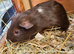 Guinea Pigs (Male)