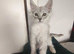 ready now STUNNING TICA MAINE COON KITTENS