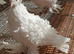 White frill back pigeons for sale