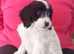 Gorgeous F1 cockapoo puppies