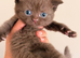 British short hair kittens