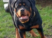 Male Rottweiler 1yr