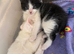Mixed kittens for sale