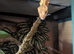 Crested Gecko, no inclosure.