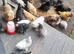 Bantam chickens