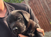 KC registered health tested Labrador puppies