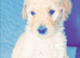 Standard poodle puppies