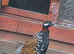 Black francolin pair