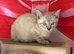 Blue eyed snow bengal