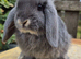Mini lop baby girls