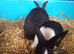 Dutch baby rabbits