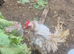 Frizzle rooster