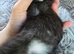 READY NOW 3 chunky kittens