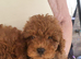 Red toy poodle pups