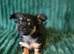 ️ LAST LITTLE BOY LOOKING FOR HIS FOREVER HOME ️