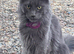 TICA registered Blue female