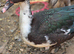 Muscovy ducks