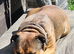 Staffy for stud