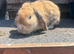 Adult lop
