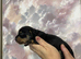 miniature dashound puppies