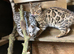 Rehome 2 Bengals