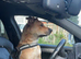 BLACK MOUTH CUR