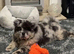 Beautiful 19 mth merle chow chow
