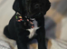 8 Stunning Springador Puppies