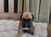 Beautiful boxer babies ready soon