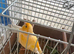 A fully orange singing Canary