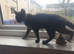 Maine coon cross blue Russian 5 months old girl