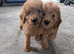 2 stunning labradoodles 1 boy 1 girl