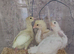 Leghorn Chicks for Sale &ndash; Bridgwater